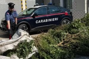 Vivaista preso con 120 chili di marijuana