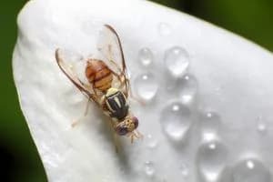 Allarme mosca della frutta, scatta il piano in Veneto