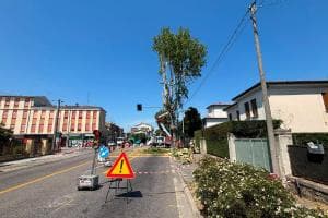 Addio platano, spazio alla rotatoria