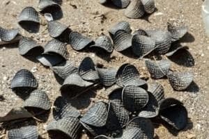 Dischetti, il mistero che continua