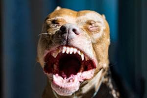 Cane che morde, un’ordinanza
