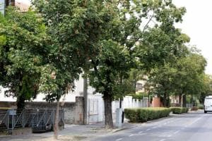 In viale Trieste arriva l’irrigatore