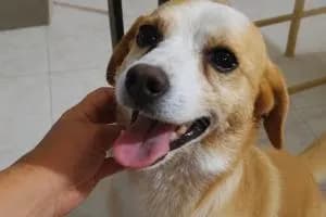 Cagnolino sbranato da un lupo, la famiglia: "Abbiamo paura"
