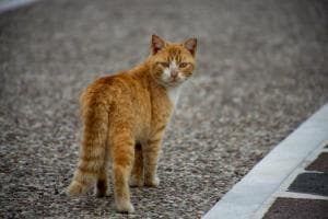 Cani e gatti in fuga, Veneto primo in Italia per allarmi