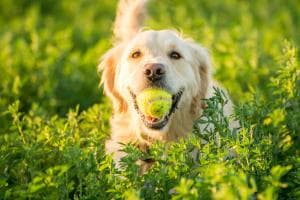 Animali e caldo, scatta la richiesta di tutela
