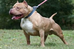 Difende il proprio cagnolino viene azzannato da un pitbull