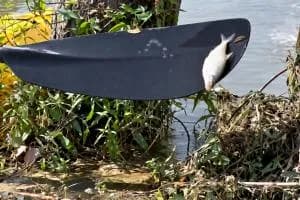 L'onda che uccide i pesci arriva fino al Canalbianco