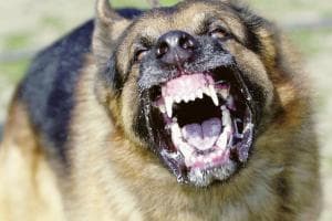 Scatena i cani contro i passanti, quattro feriti