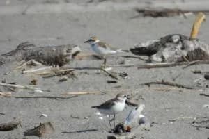 Riflettori accessi sull’avifauna