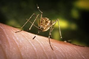 Primo caso di West Nile dell'estate