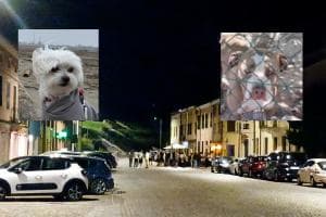 Orrore in piazza, cagnolina sbranata da un pitbull