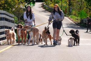 Dog sitter, mille iscritti all’Academy