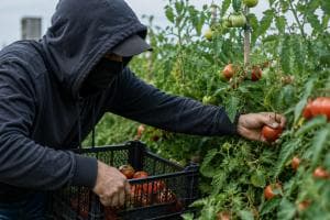 Rubano i pomodori, poi li riportano