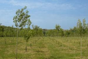 Tornano gli alberi gratis per tutti
