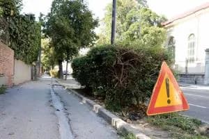 Aceri e rose antiche in viale Trieste