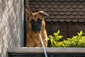 Jack, dal balcone alla libertà