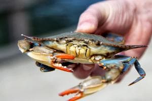Finalmente, arriva il riconoscimento