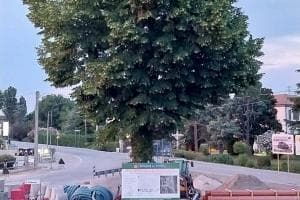 Rotatoria, l’albero non sarà abbattuto