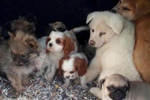 Reati contro gli animali, 61 indagati