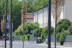 I nuovi alberi sono già morti