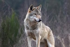 "Gli animalisti fanno più danni dei lupi"