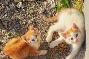 Tredici gatti nell’orrore