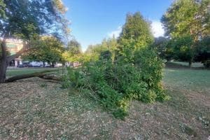 Rami pericolanti, chiuso parco Iras