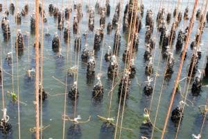 Scardovari sotto choc: il caldo uccide le cozze