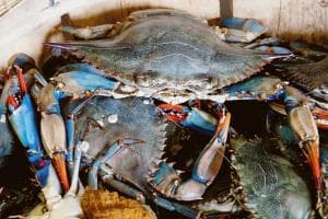 L'invasore è arrivato sino in Altopolesine