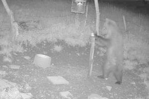 "C'è un orso": appello alla prudenza