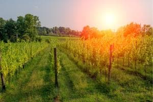 Vigne in attesa, la vendemmia rallenta
