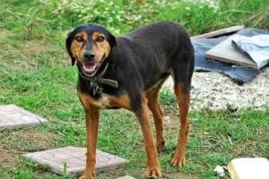 Cani da caccia nei giardini, residenti esasperati