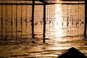 Troppo caldo e alghe, allevamenti a rischio 