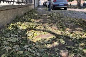 Un tappeto di foglie in strada 