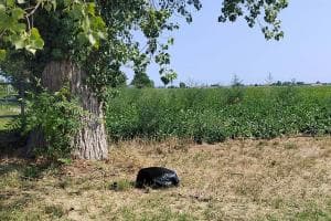 Ancora i vandali dei rifiuti