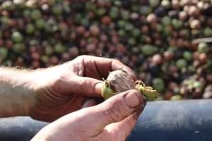 Dalla corte degli Estensi alle noci sostenibili