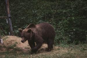 L’orso lascia l’Altopiano