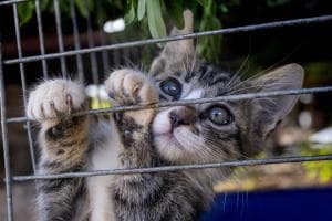 Gattini abbandonati, associazioni al limite