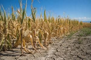 Rubano l'acqua: multe a raffica agli agricoltori
