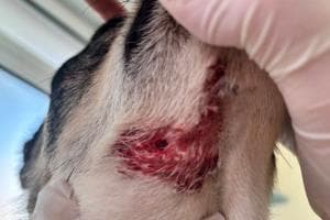 Cane aggredito in giardino la proprietaria fa denuncia