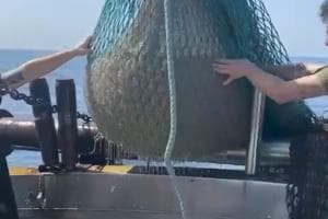 Gelatine in mare, si fermano le flotte