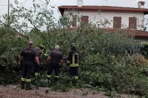 Alberi caduti, si contano i danni