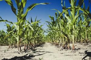 L’acqua salata blocca l’irrigazione