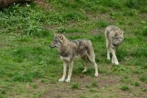 Lupi, tra 5 anni anche in pianura