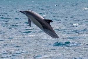 Due delfini scelgono la Sacca di Scardovari per giocare