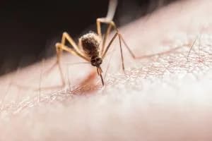 Dengue, altri due casi: scatta la disinfestazione