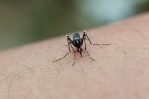 Primo caso di West Nile dell'estate: uomo ricoverato a Padova