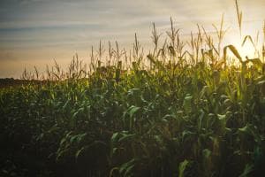 Mais, il caldo mette in crisi il simbolo dei campi