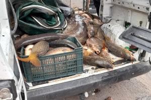 Dal mare alle tavole in sicurezza