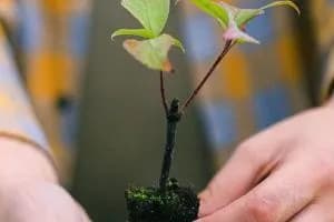 “Alberi in pianura”, che successo